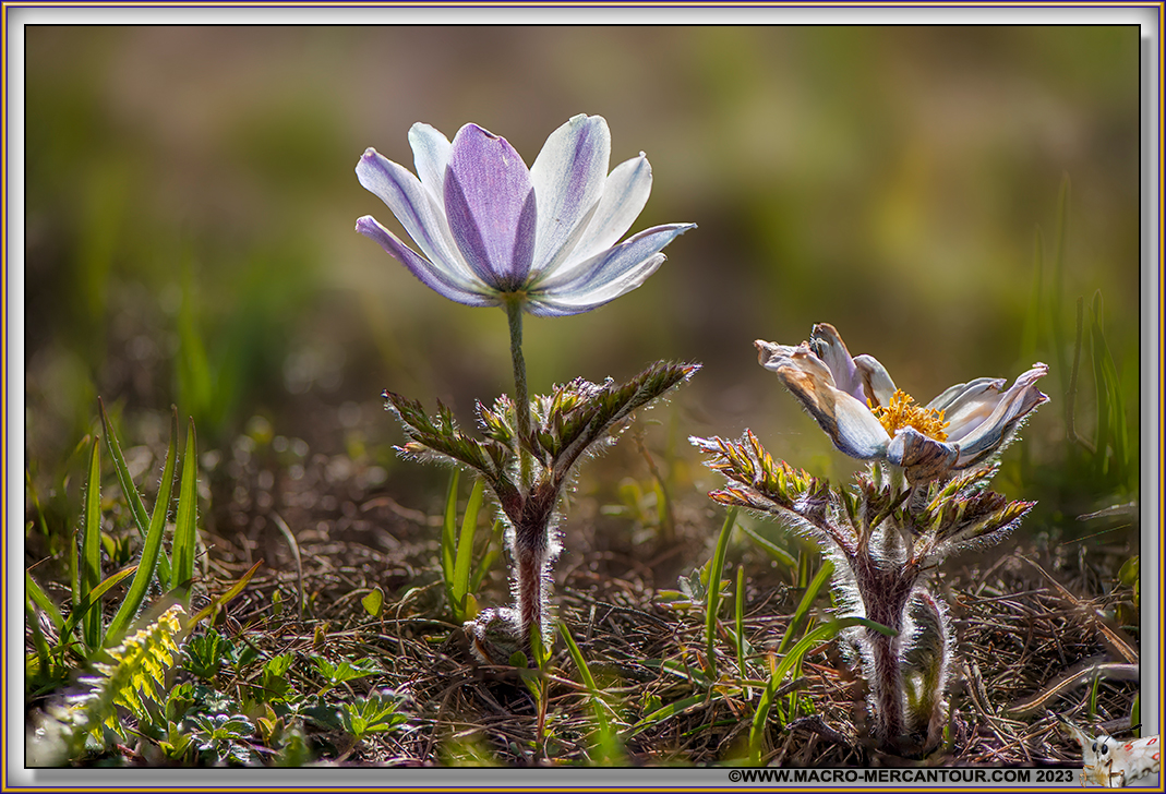 ANEMONES